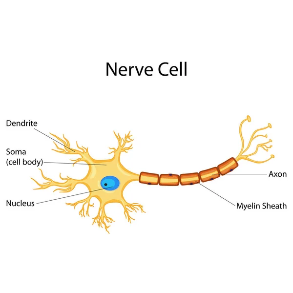 Účetní vzdělávání biologie pro nervové buňky diagramu — Stockový vektor