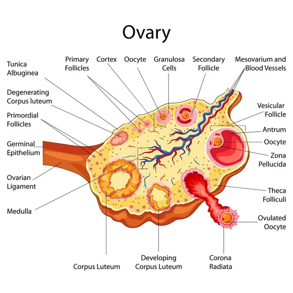 Grafico didattico di Biologia per Diagramma Ovarico — Vettoriale Stock