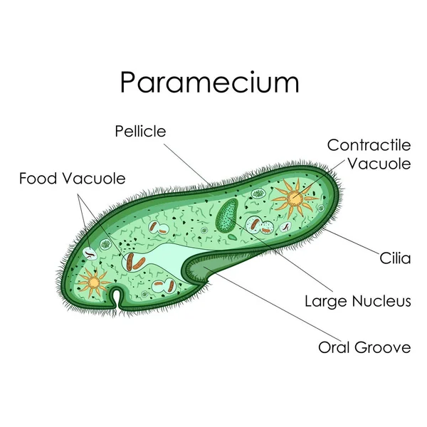 แผนภูมิการศึกษาชีววิทยาสําหรับ Paramecium Diagram — ภาพเวกเตอร์สต็อก