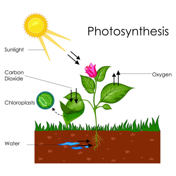Education Chart of Biology for Photosynthesis Process Diagram