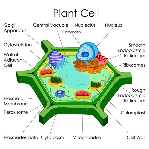 แผนภูมิการศึกษาชีววิทยาสําหรับแผนภาพเซลล์พืช — ภาพเวกเตอร์สต็อก