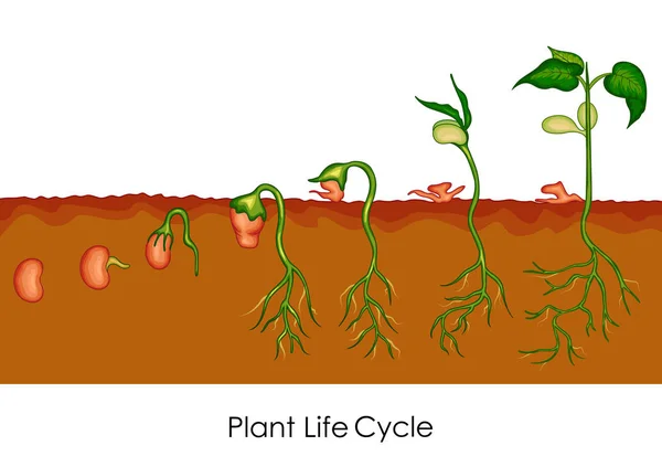 Education Chart of Biology for Plant Life Cycle Diagram — Stock Vector