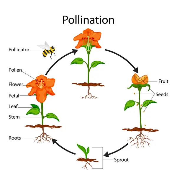 Graphique d'éducation de la biologie pour le diagramme de processus de pollinisation — Image vectorielle