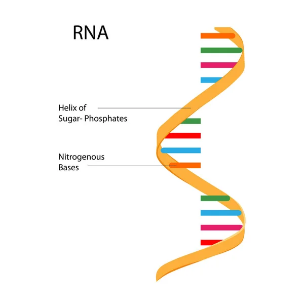 Graphique d'éducation de la biologie pour le diagramme de structure de l'ARN — Image vectorielle