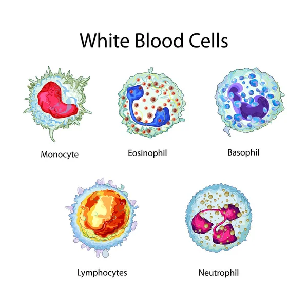 Onderwijs biologie voor witte bloedcellen Diagram rekeningschema — Stockvector