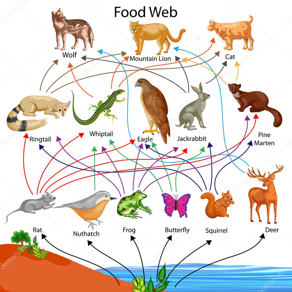 Education Chart of Biology for Food Web Diagram