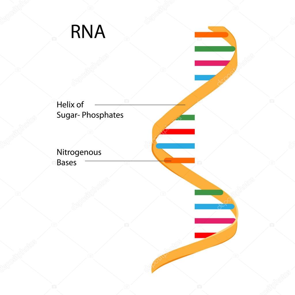 Education Chart of Biology for RNA Structure Diagram