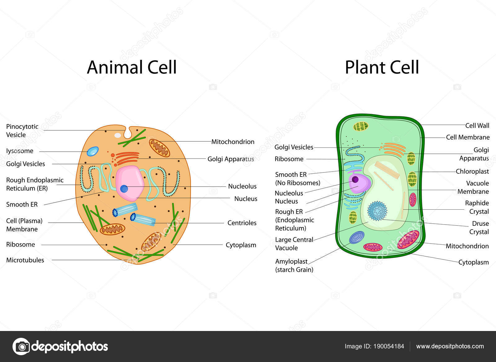 Chart Of Plant Cell And Animal Cell