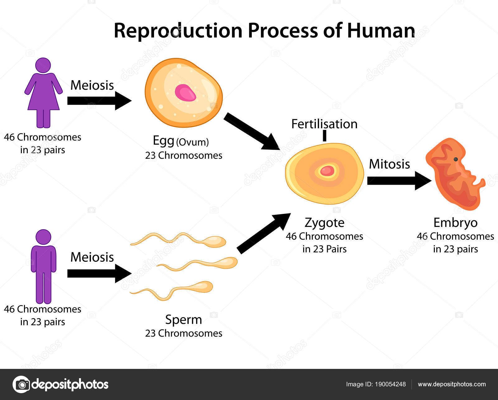 Tabella di educazione di biologia per il processo di