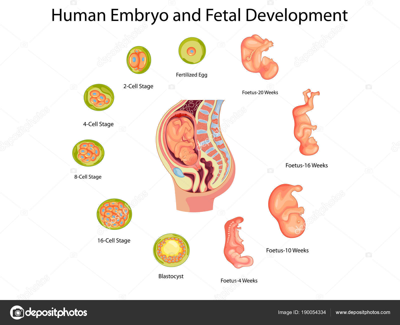 Prenatal Development Anatomical Chart