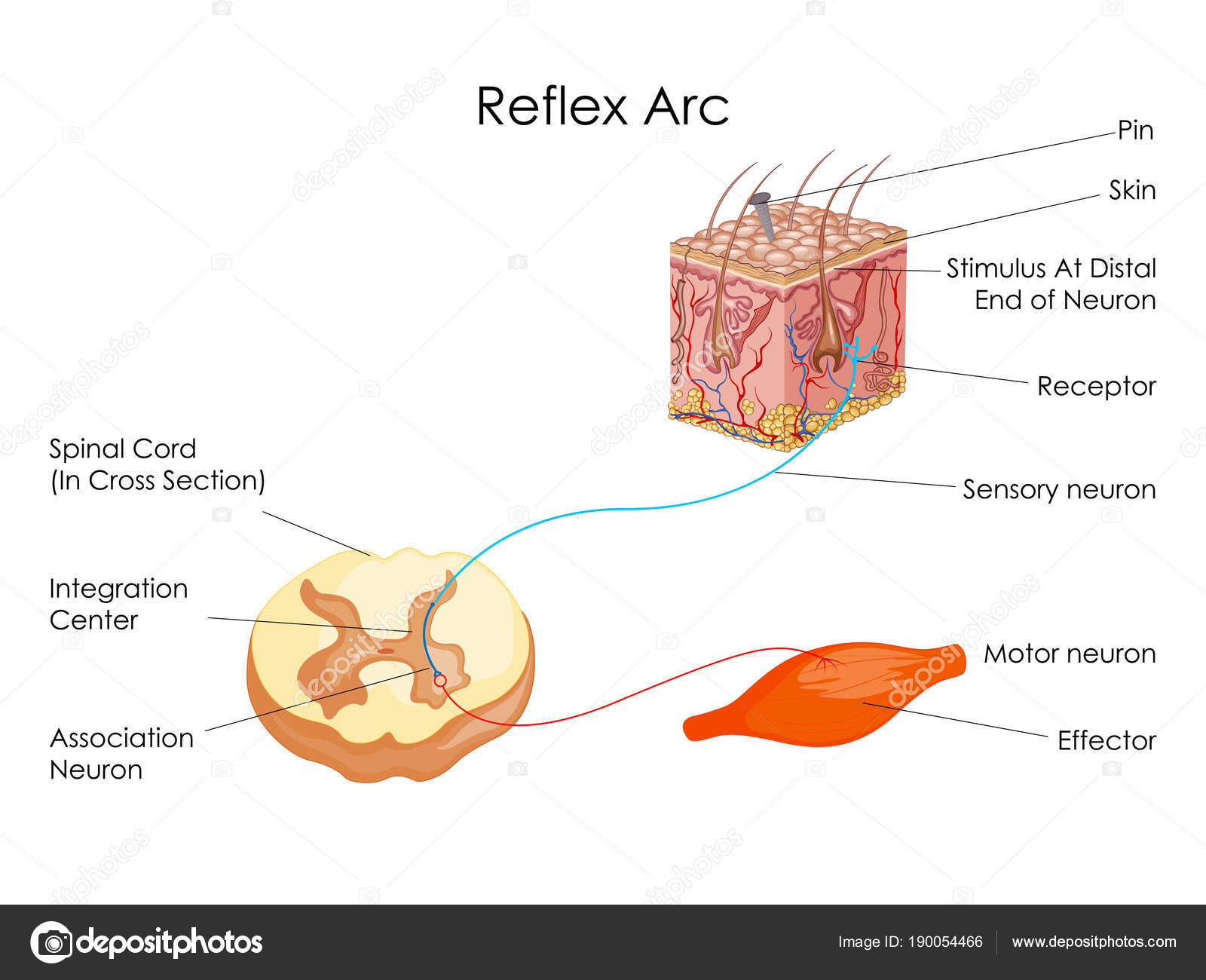 Carta Educativa de Biología para Diagrama de Arco Reflejo