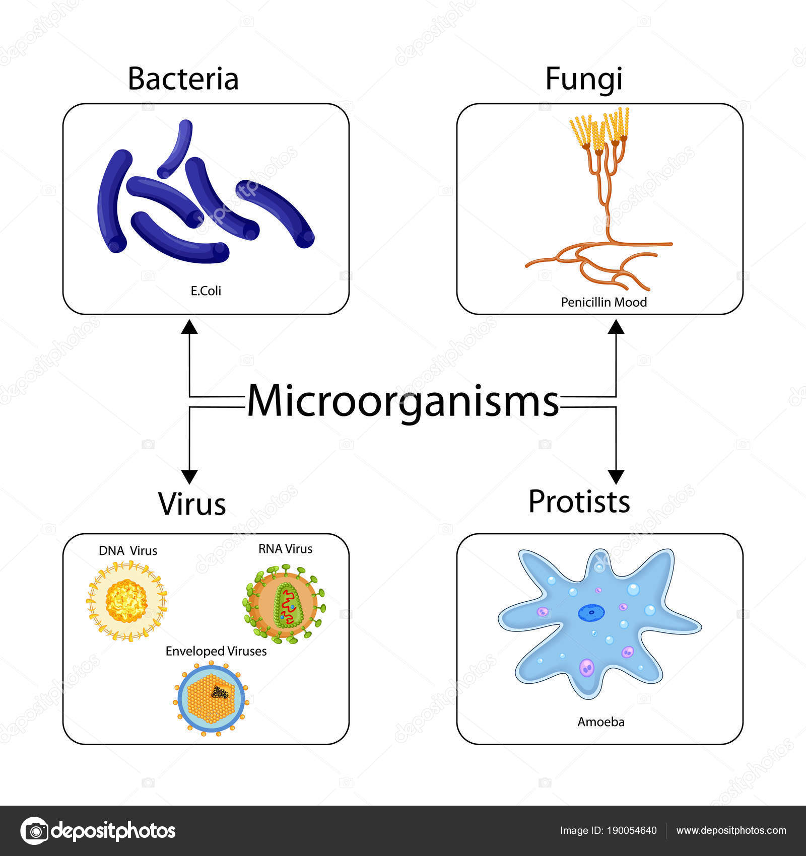 Microbe Size Chart