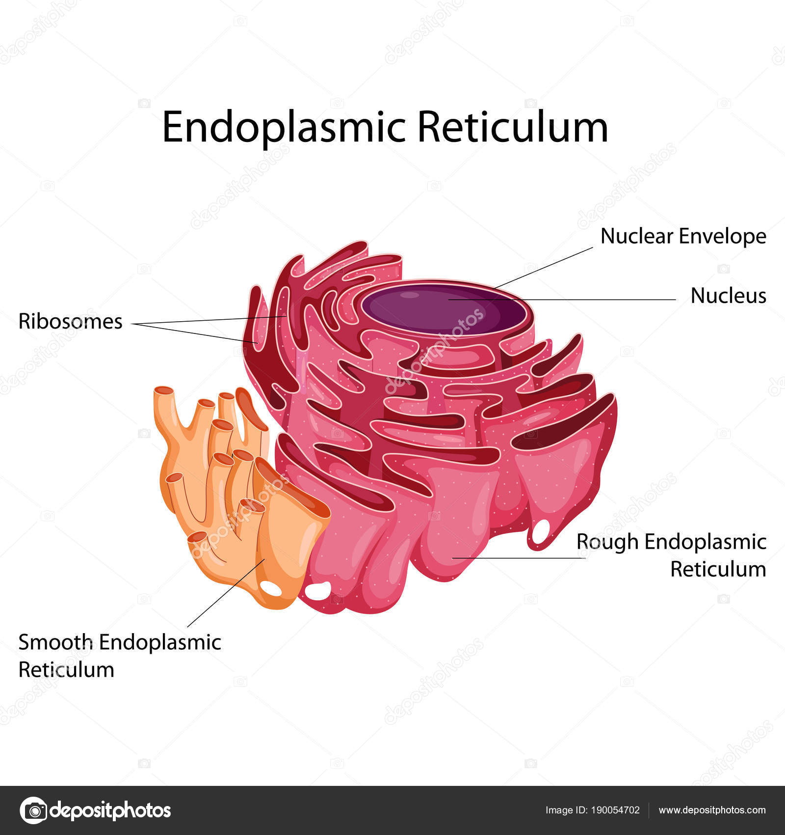 Endoplasmic Reticulum : Class 9 Science Lesson - The fundamental unit of  life