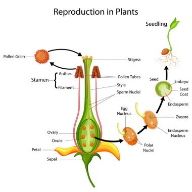 Eğitim grafik Biyoloji bitki diyagramındaki üretimi için