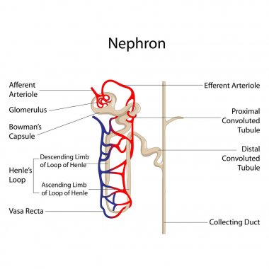 Education Chart of Biology for Nephron Diagram clipart