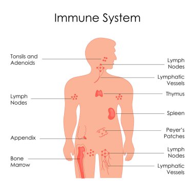 İnsan bağışıklık sistemi diyagramı için biyoloji eğitim grafik