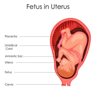 Eğitim grafik Fetus rahim diyagramı için biyoloji