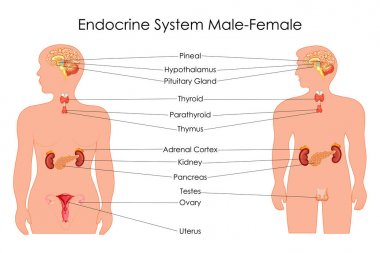 Education Chart of Biology for Endocrine System in Male and Female Diagram clipart