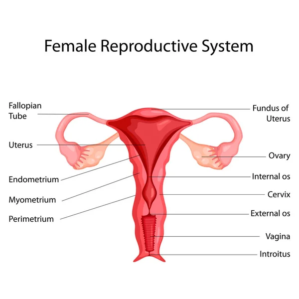 Carta Educativa de Biología para el Diagrama del Sistema Reproductivo Femenino — Vector de stock