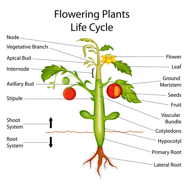Diagramma didattico di biologia per piante da fiore — Vettoriale Stock