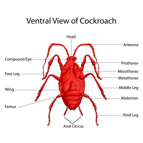 Carta Educativa de Biología para la Vista Ventral del Diagrama de las Cucarachas — Vector de stock
