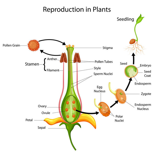 Education Chart of Biology for Reproduction in Plant Diagram