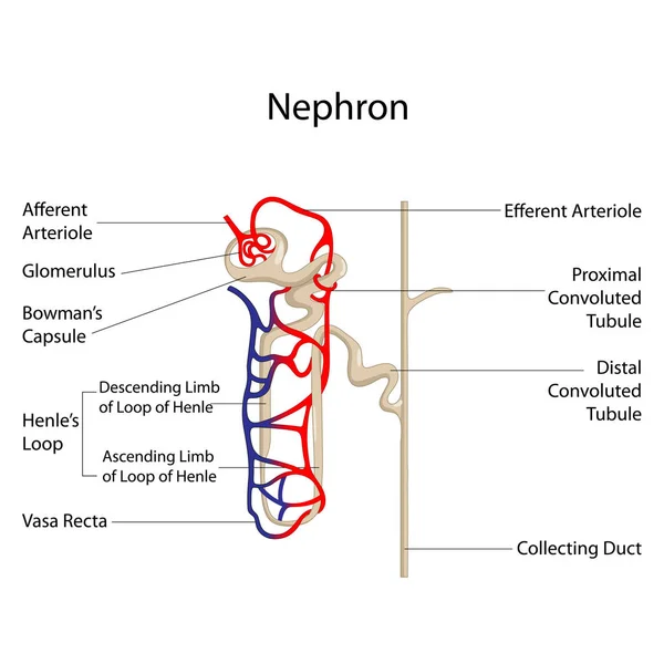 Education Chart of Biology for Nephron Diagram — Stock Vector