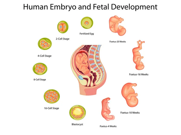 График биологии эмбриона человека и диаграмма развития плода — стоковый вектор