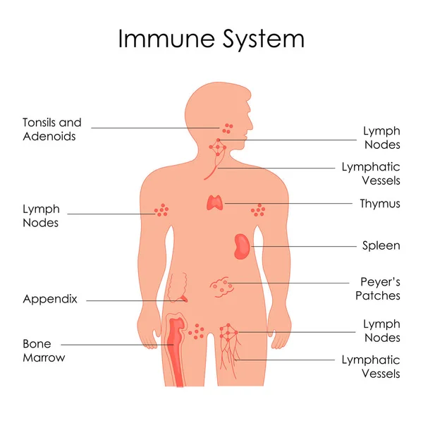 Bildung Diagramm der Biologie für das Immunsystem Diagramm beim Menschen — Stockvektor