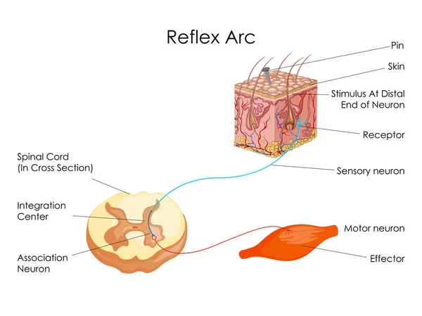 Gráfico de Educação de Biologia para Reflex Arc Diagram —  Vetores de Stock