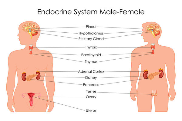 Education Chart of Biology for Endocrine System in Male and Female Diagram