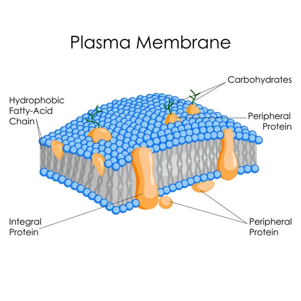 Onderwijs biologie voor plasmamembraan Diagram rekeningschema — Stockvector