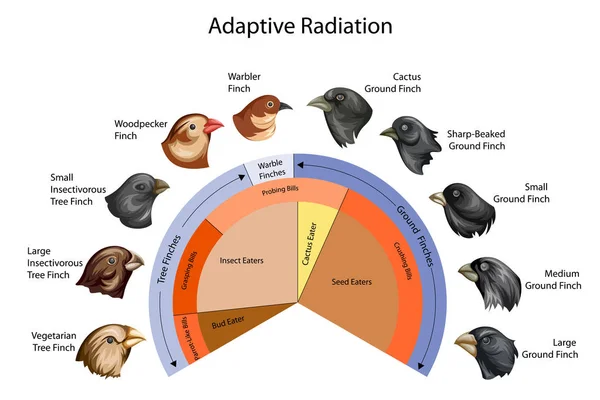 Adaptif radyasyon Galapagos ispinozları diyagram için eğitim biyoloji grafik