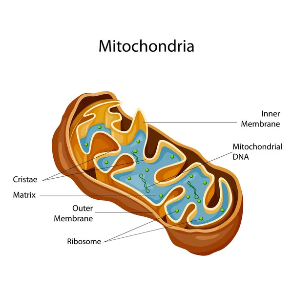 Grafico di educazione di biologia per il diagramma dei mitocondri — Vettoriale Stock