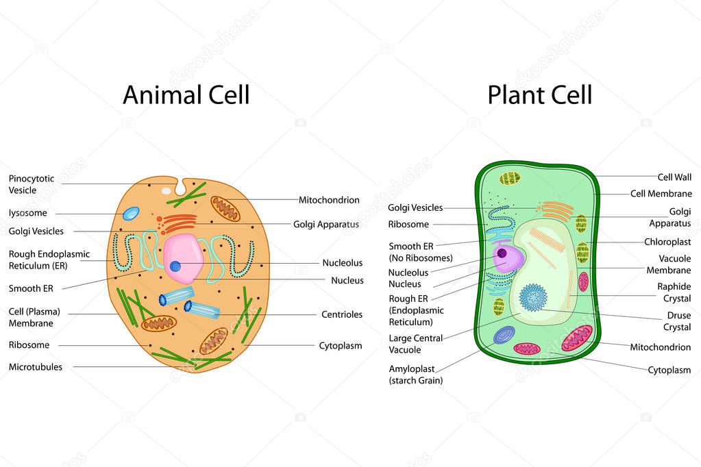 Education Chart of Biology for Animal and Plant Cell Diagram