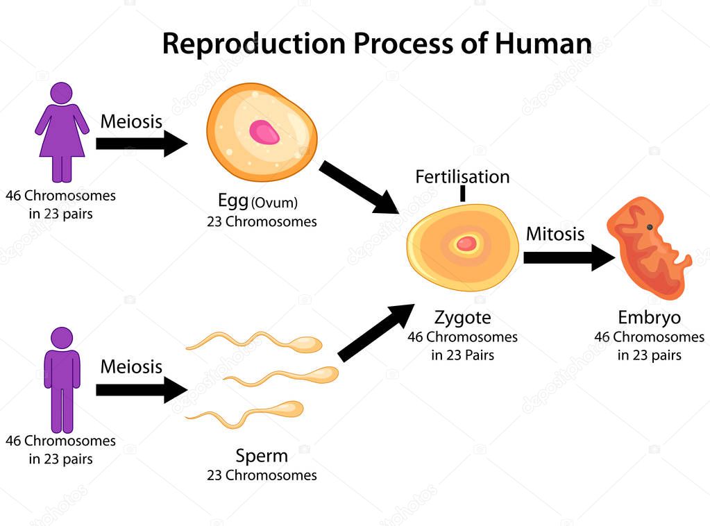 Sexual reproduction in plants