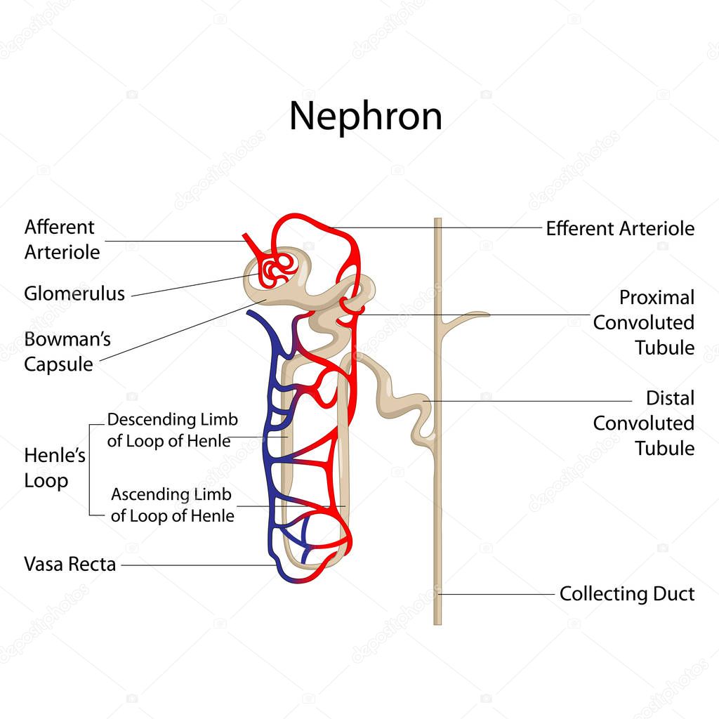 Education Chart of Biology for Nephron Diagram