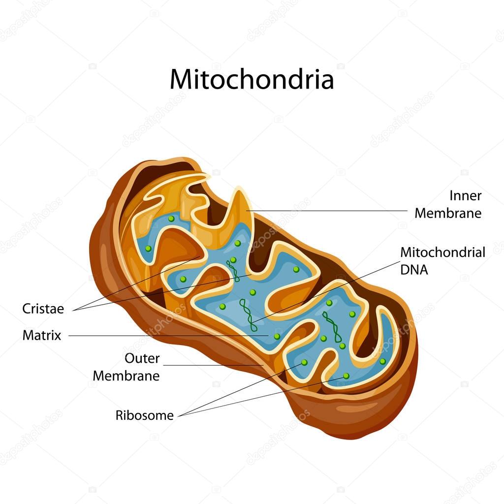 Education Chart of Biology for Mitochondria Diagram