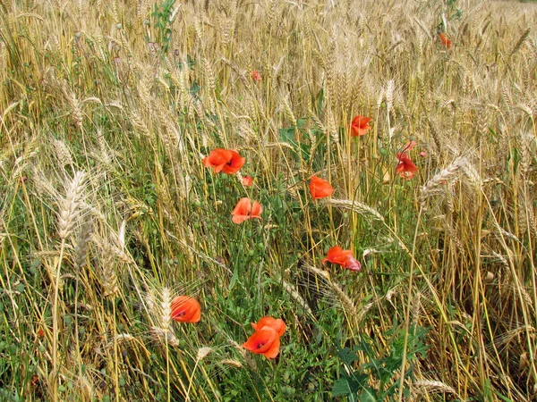 Amapolas rojas en un campo de trigo — Foto de Stock