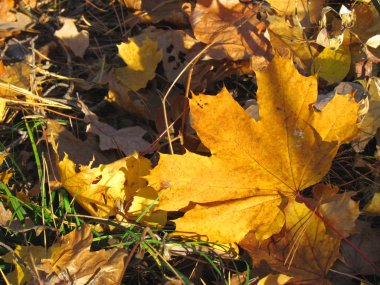 Sonbahar ormanında sarı yapraklar