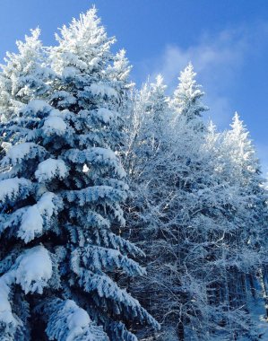 büyülü bir orman yapılan dağlarda süsleyin