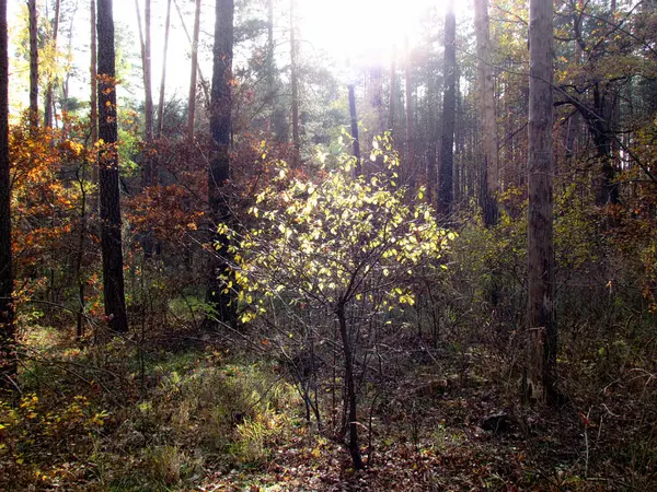 太陽光線の木 — ストック写真