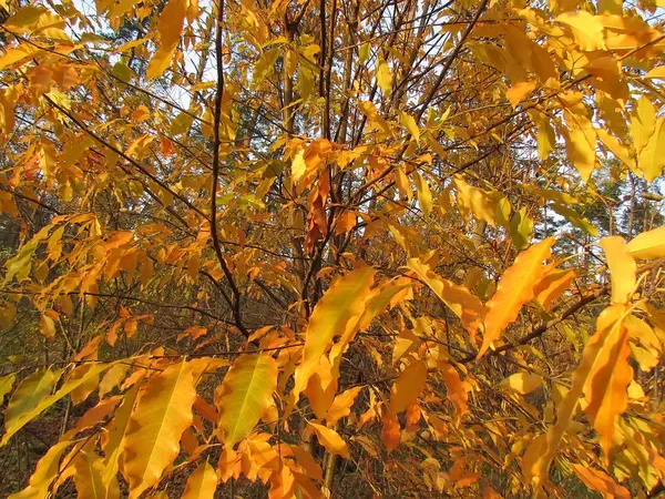 Красивый и свежий осенний лес на солнце — стоковое фото