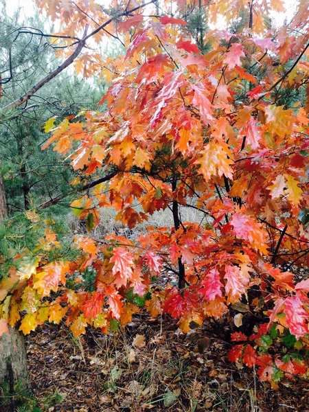 Gele bladeren in het herfstbos — Stockfoto