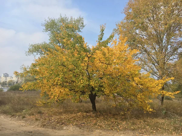 Красивый и свежий осенний лес на солнце — стоковое фото