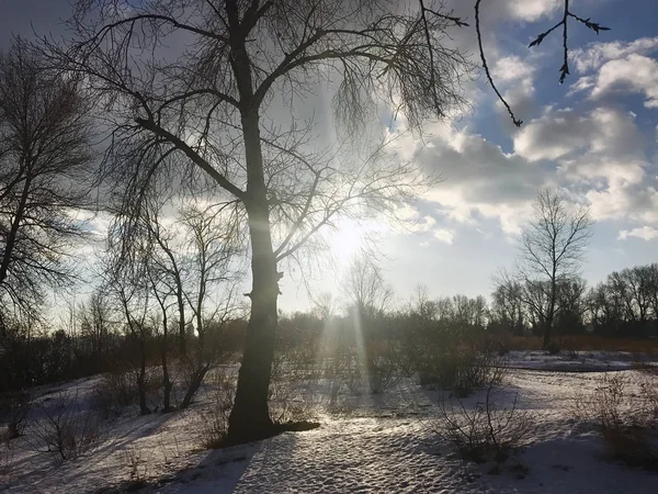 Manhã nevada ao sol no inverno — Fotografia de Stock