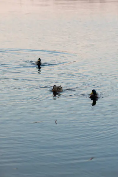 Ducks swim in the pond in the evening twilight. — Stock Photo, Image