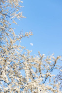 Armut ağacının taze bahar dalları, mavi gökyüzünde açan armut ağacı.