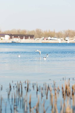 Deniz martıları nehrin üzerinde uçar