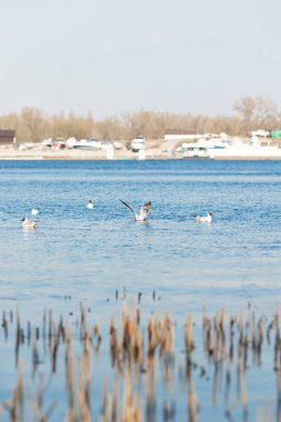 Deniz martıları nehrin üzerinde uçar